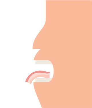 培根bacon最新版